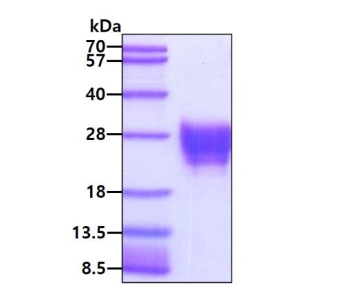 3 μg by SDS-PAGE under reducing condition and visualized by coomassie blue stain.